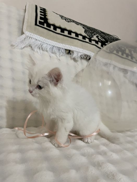 Мушук  сотилади