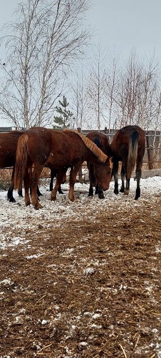 Продам жеребчиков на согым 600