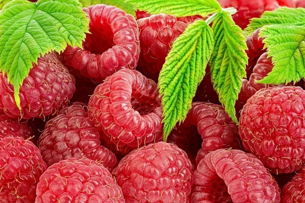 Малина кучатлари/ Саженцы малины