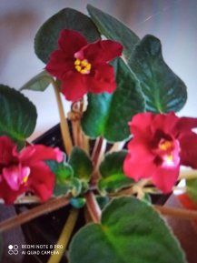 Комнатные растения