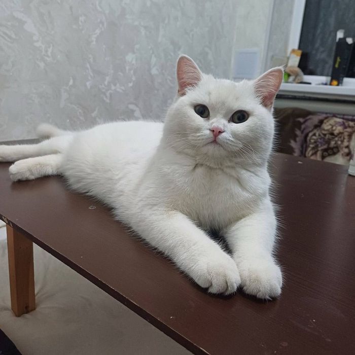 Aqili mushuk  zodor zur mushuk ismi KISA