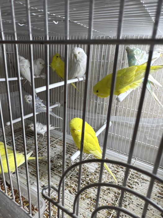 Срочно Продается  бабочка попугай