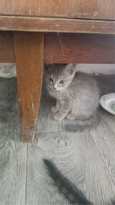 Котята- крысоловы