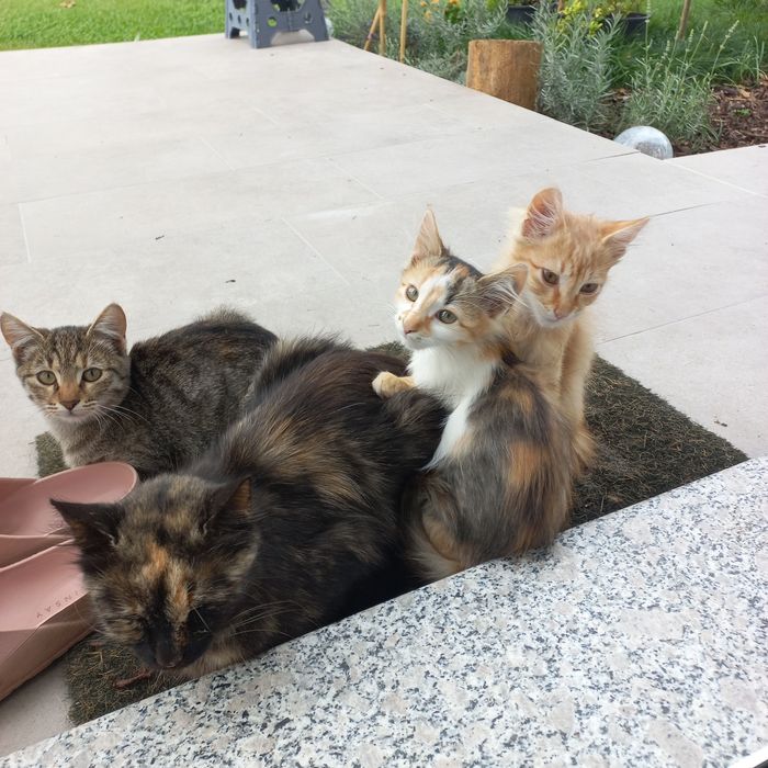 Котета търсят добри стопани