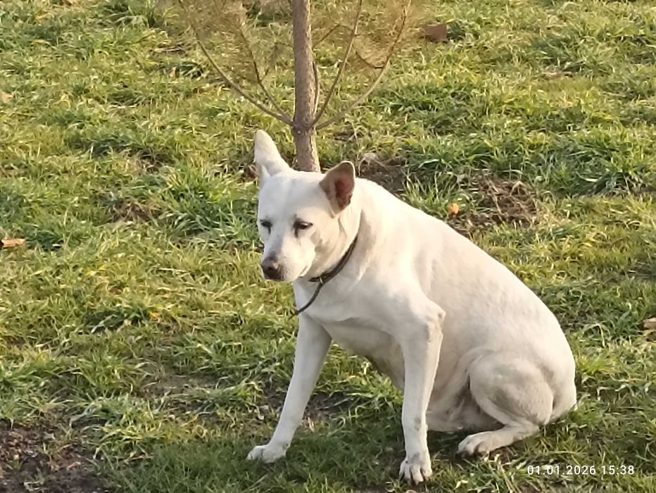 Кто потерял собаку?