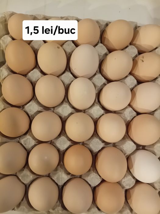 Oua de la gaini de țară