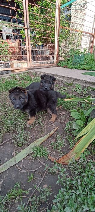 Щенки немецкой овчарки