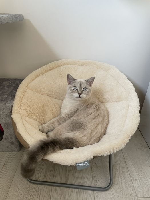 Шезлонг за домашни любимци