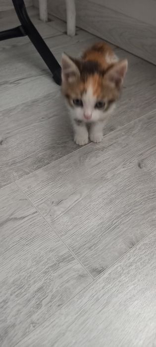 Котята домашние отдам