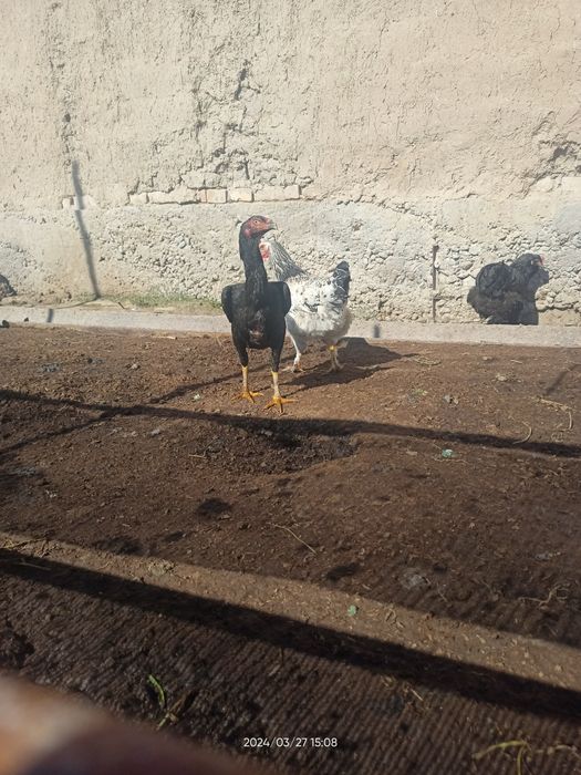 Дакен, жожа макиеонлар сотувда.