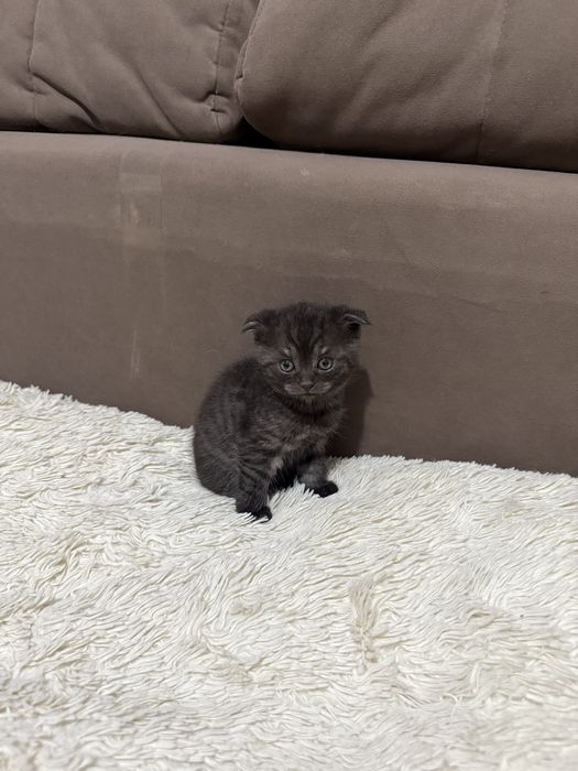 Вислоухие котята