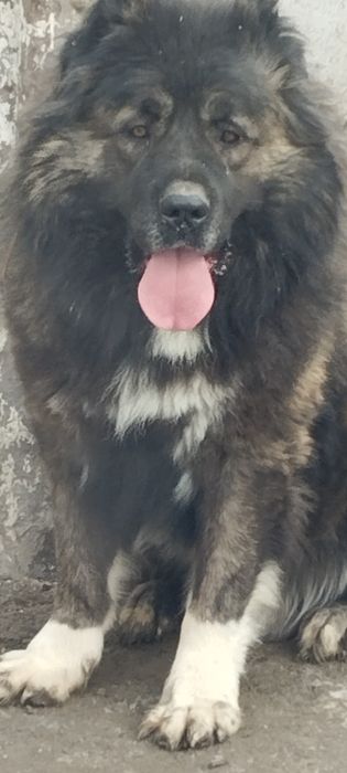 Сабака  вязка кавказец