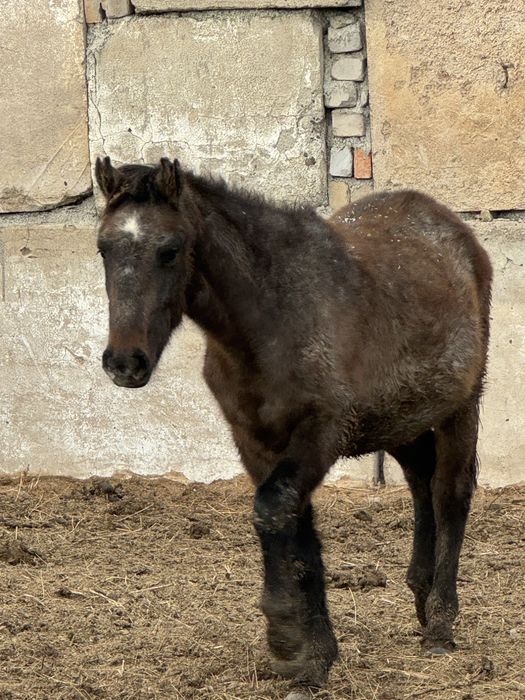 Согым откормленых лощадей