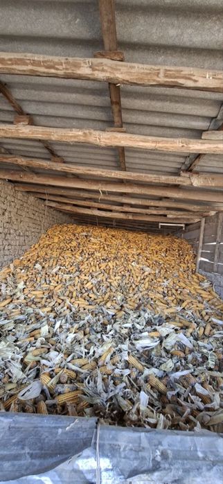 Makkajoʻxori 30 tonna + -