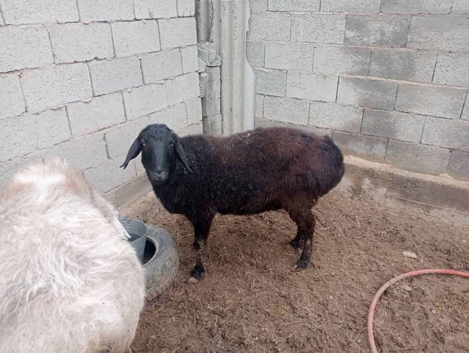 Кошкар, қой сатылады