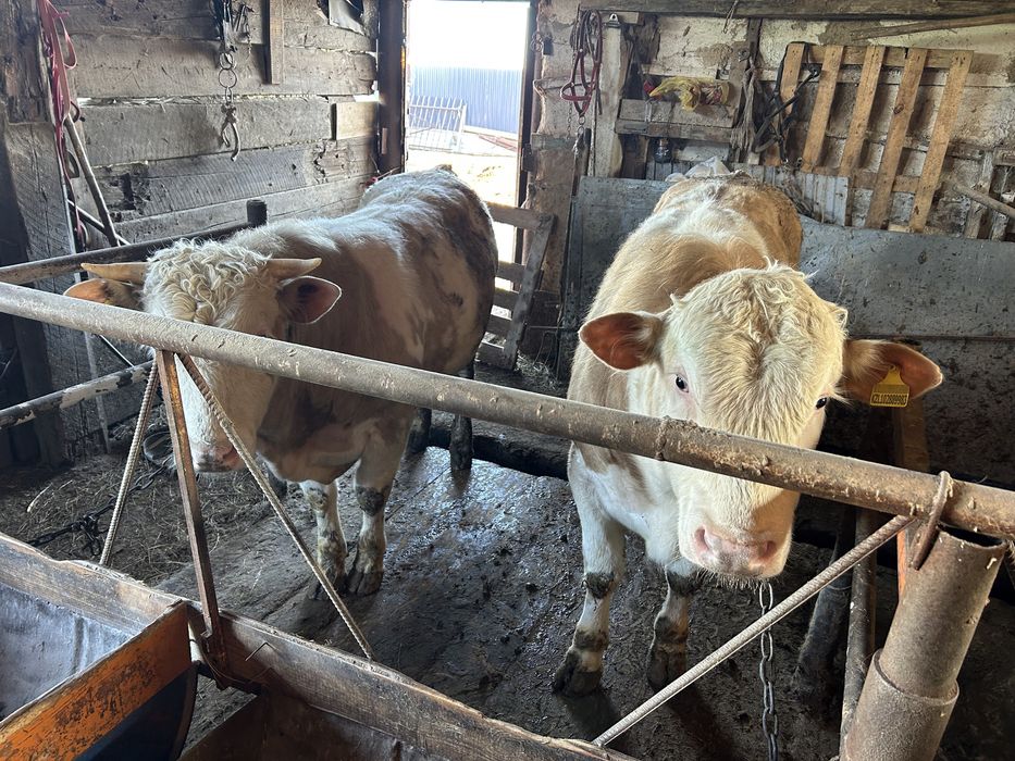 Откорм бычки 6 голов