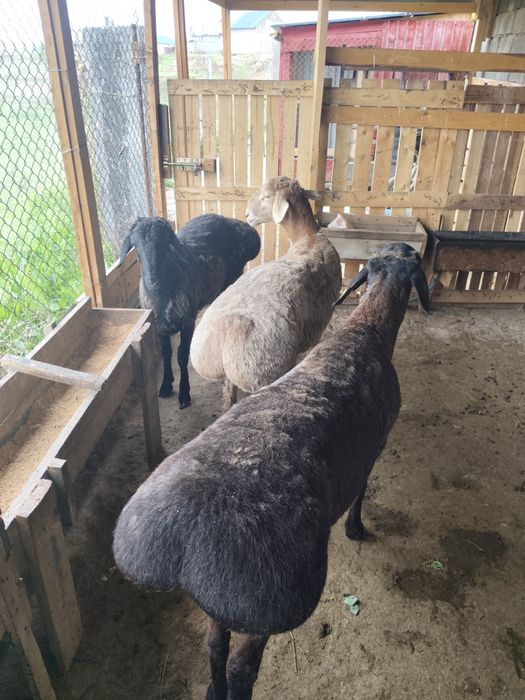 Кошкарлар 1жас 2 айлык