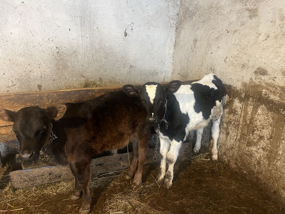 Vand 2 taurasi frumosi