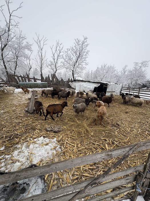 Oi foarte bune de lapte