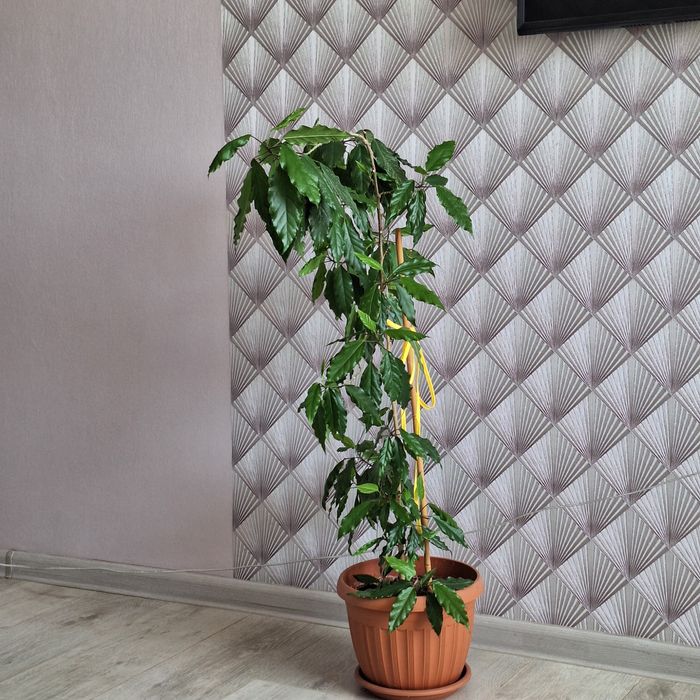 Продам гибискус.