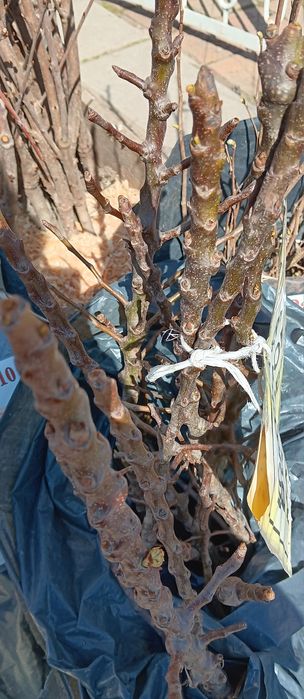 Промоция колонни дръвчета