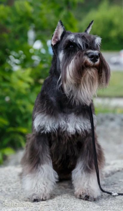 Цвергшнауцер. Вязка. Алматы.