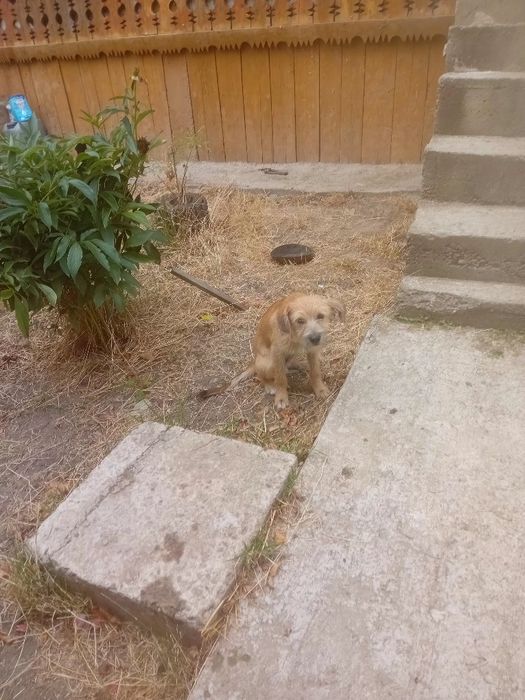 Cățeluș pentru  adopție   pufos
