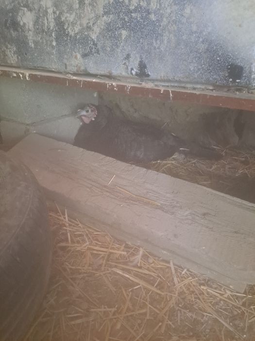 Курк индук сотилади