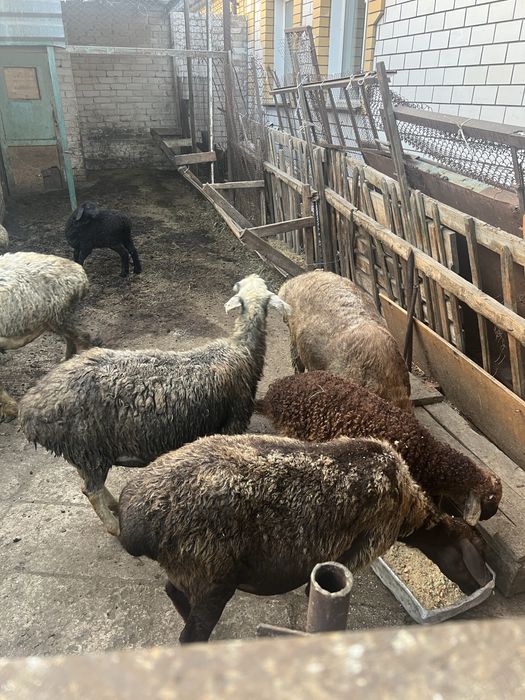 Продам баран 24 головы