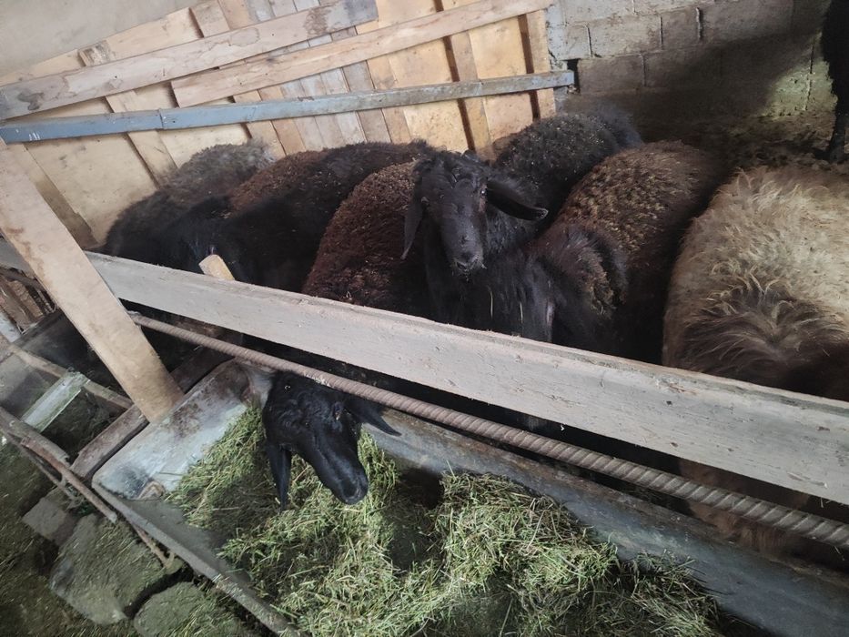 Кучкорлар сотилади