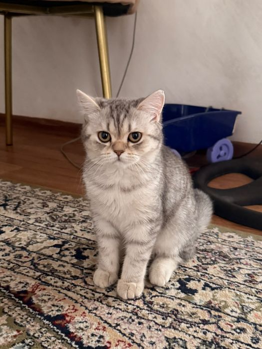 Продам британских котят