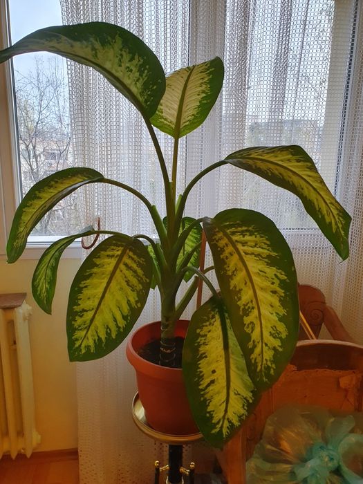 Planta superba, sănătoasă