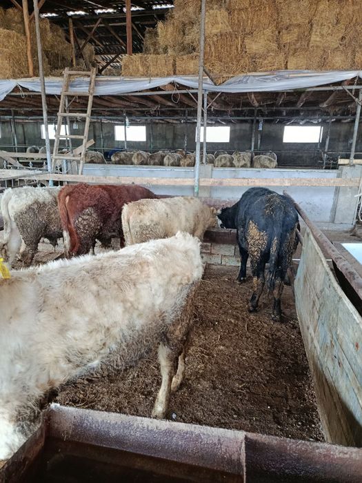 Avlikol grenfod mikimaus ɓoqala sotiladi