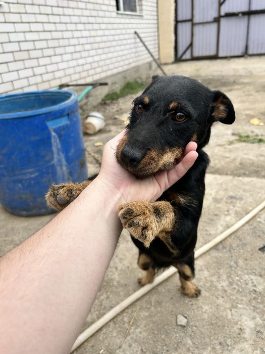 Отдам в добрые руки