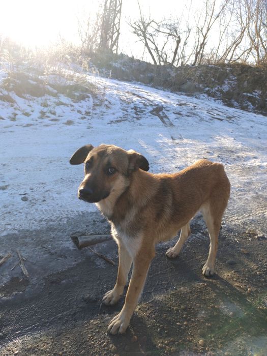 Пуся. Солнечная Собака