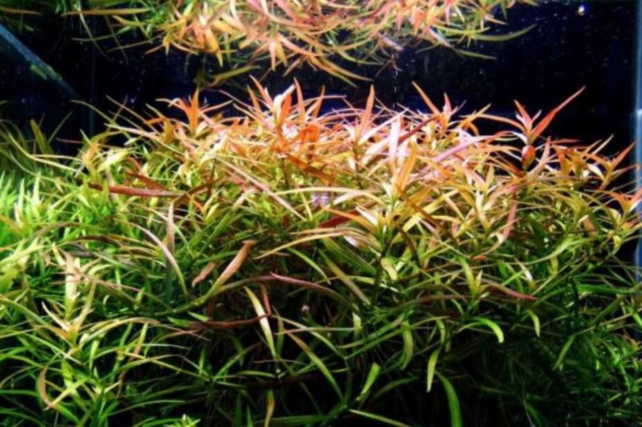 Коряга ва аквариум усимликлари