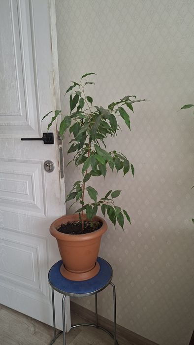 Продаются комнатные цветы