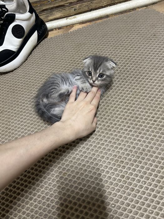 Продам вислоухого котенка