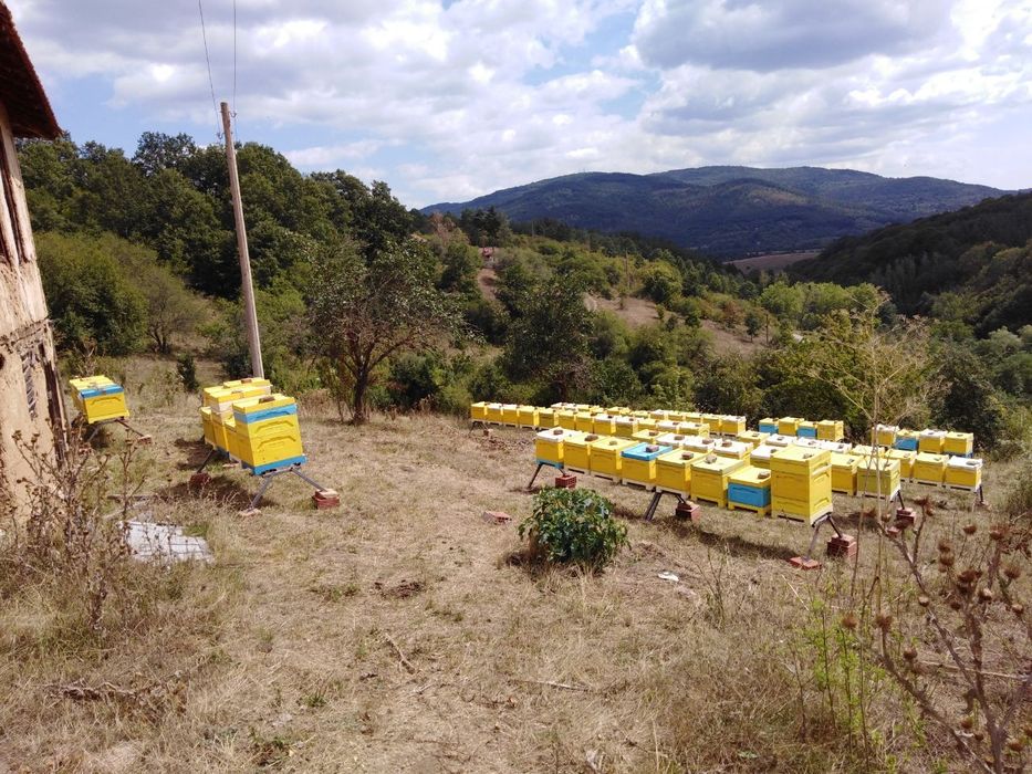 Пчелни отводки предлага