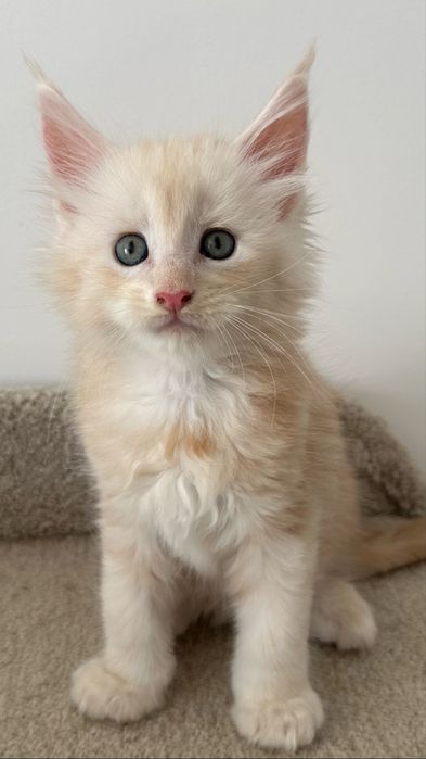 Мейн-Кунчики,продажа!питомник котяток