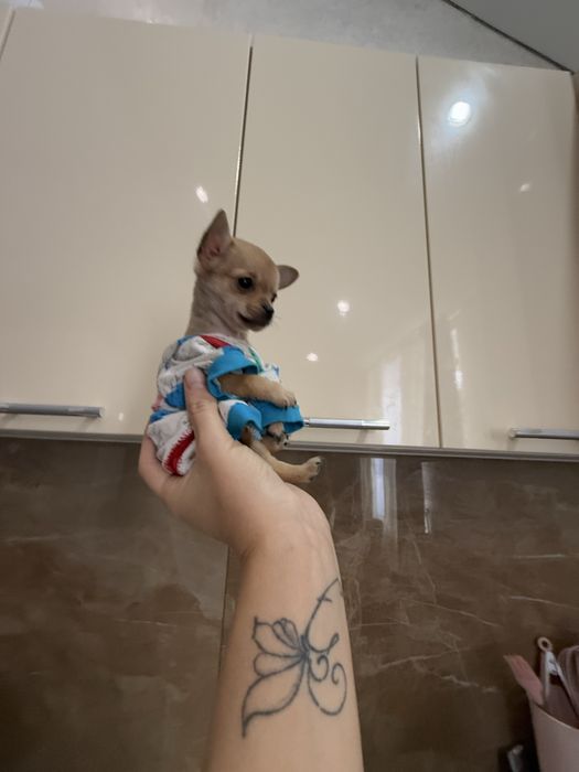 Карманная собачка щенки чихи