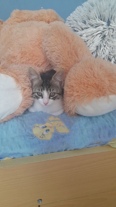 Добри котета от София