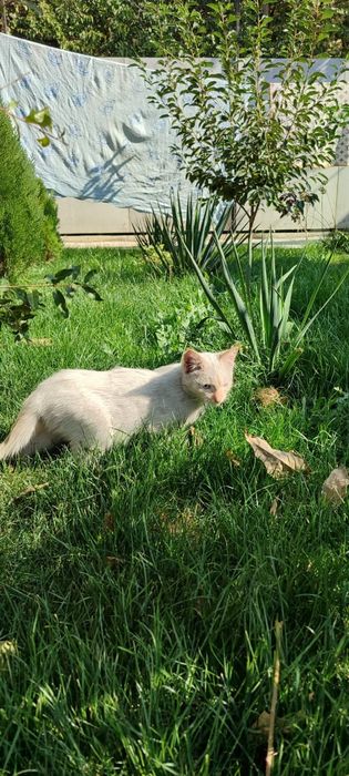 Котята крысоловы