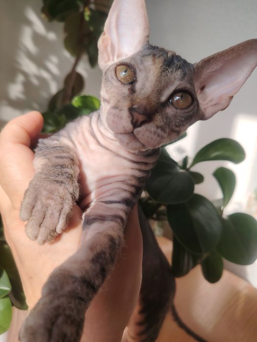 Котята сфинкс тактильные, игривые, умненькик