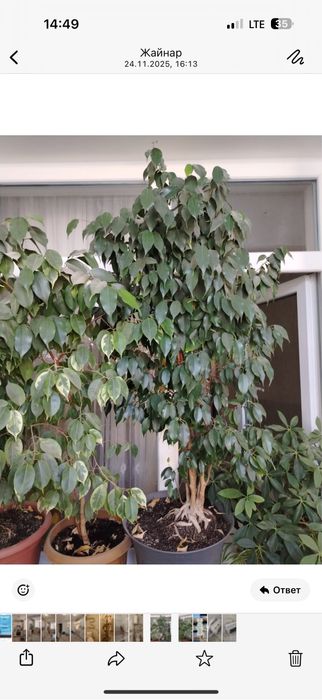 Продам цветы большие