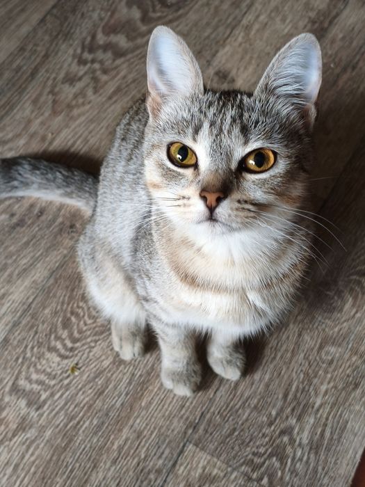 Продам  милую кошку