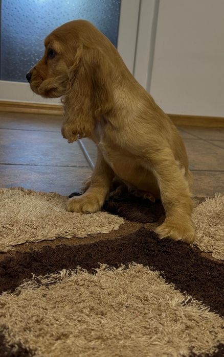 Cocker Spaniel – băiat 2 luni – cu carnet, vaccinuri și deparazitare