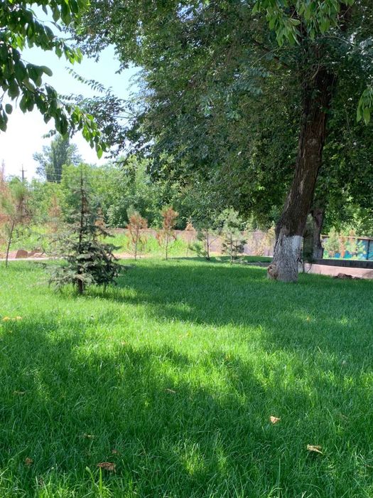 Газон высшего качества