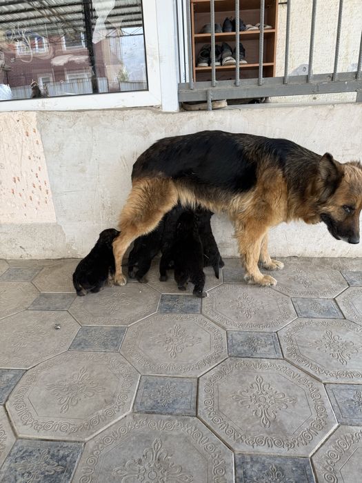 Щенки немецкой овчарки