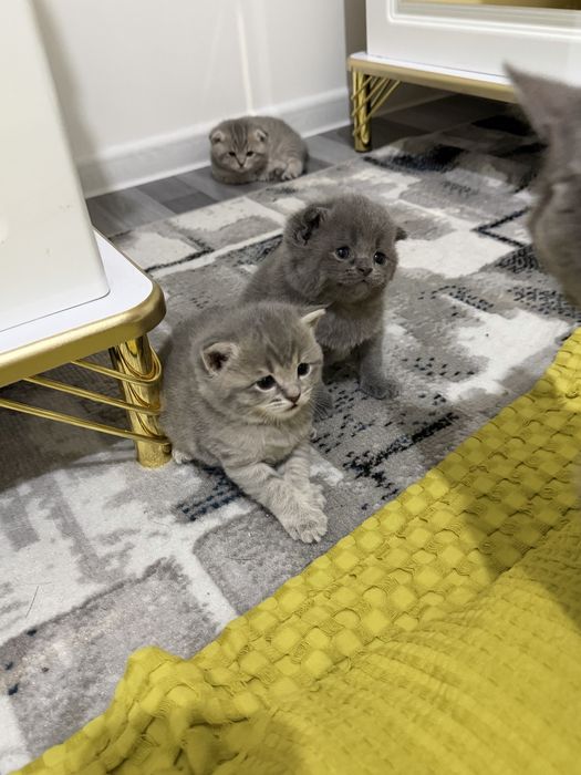 Продается котята